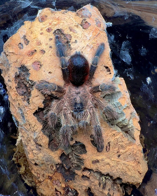 Avicularia merianae Tarantula (Adult female for sale)