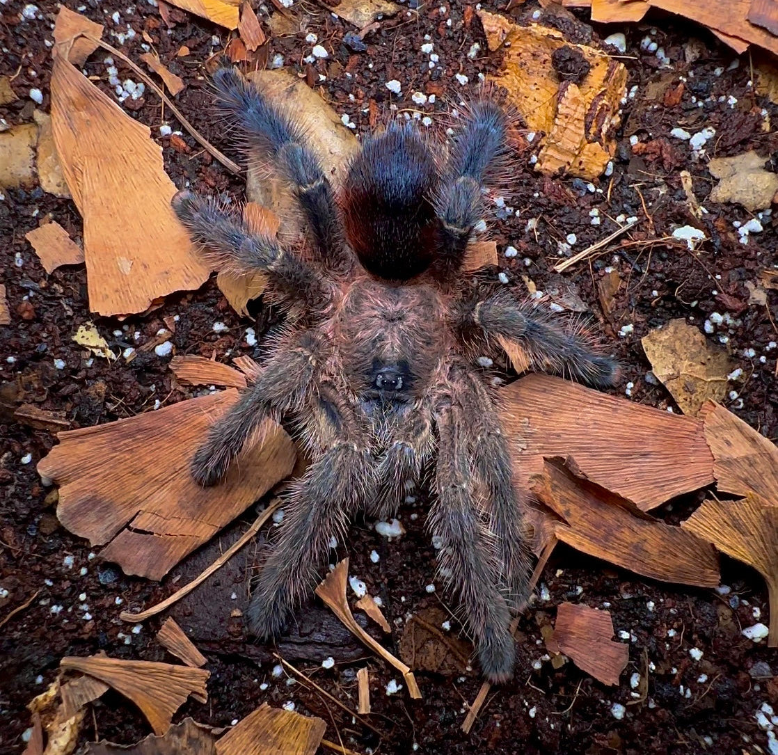 Avicularia merianae (Shadow Flame Pink Toe) tarantula on leaf litter