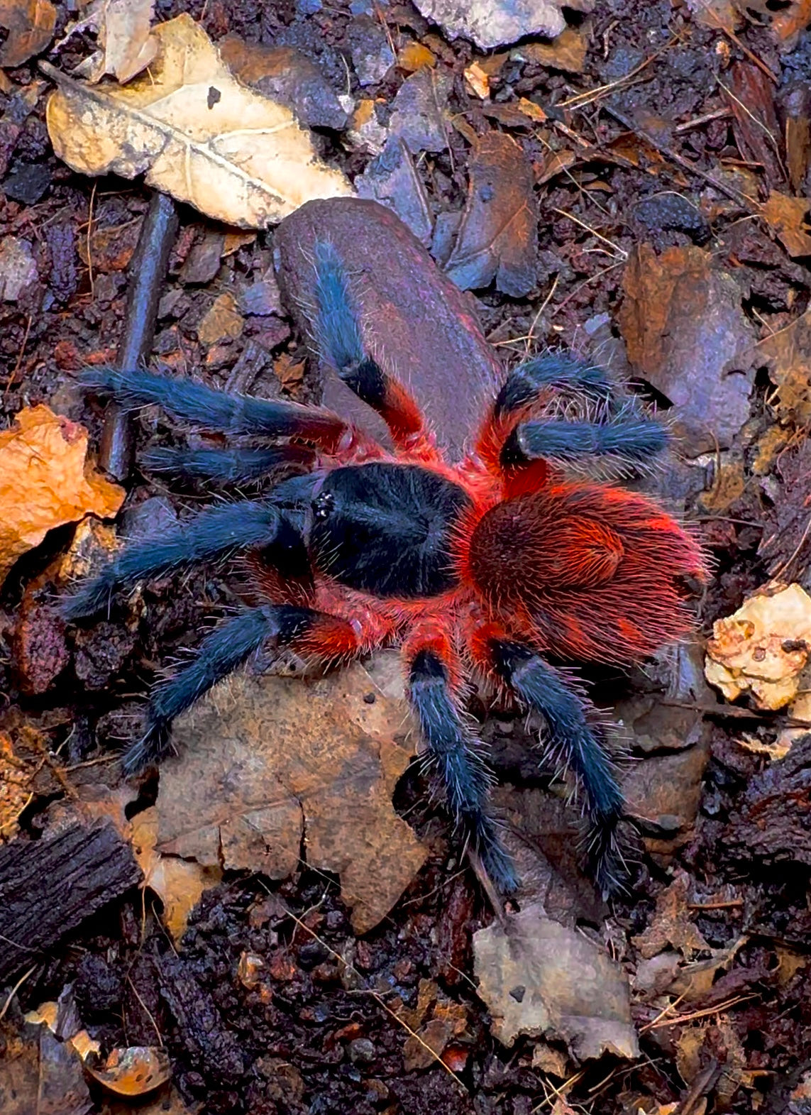 Davus sp. Panama - Lava Spider Adult Female Tarantula on leaf litter close up