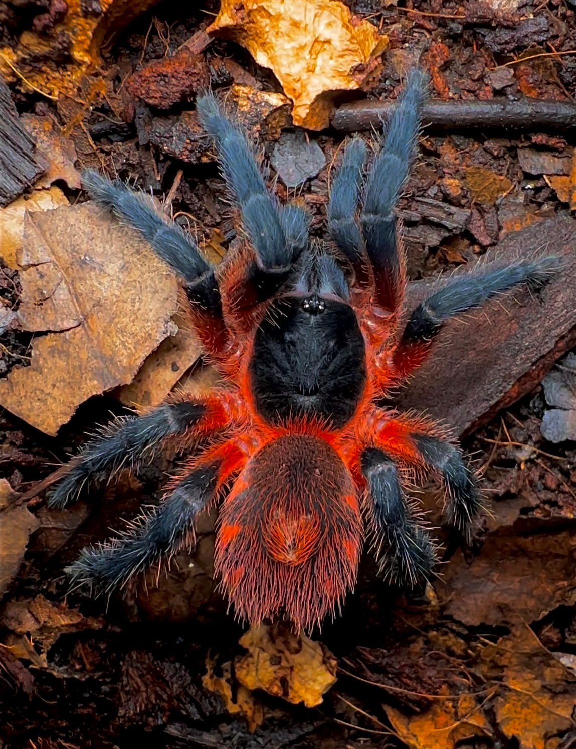 Lava Spider - Davus Sp. Panama Tarantula! Adult Female for sale