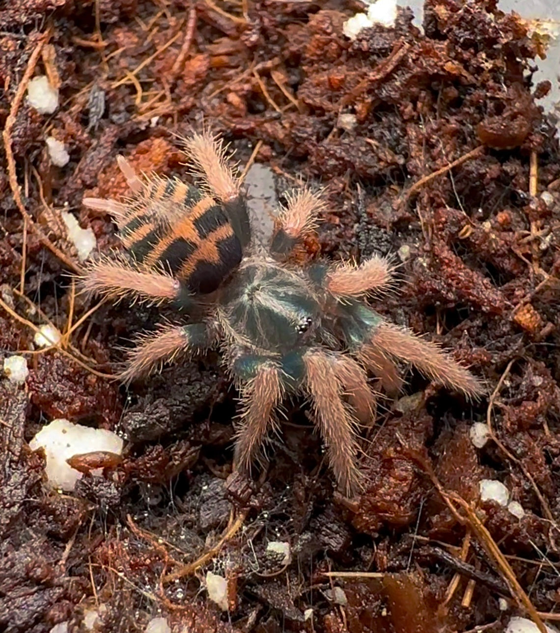 Baby Davus sp. Panama close up on coconut fiber!