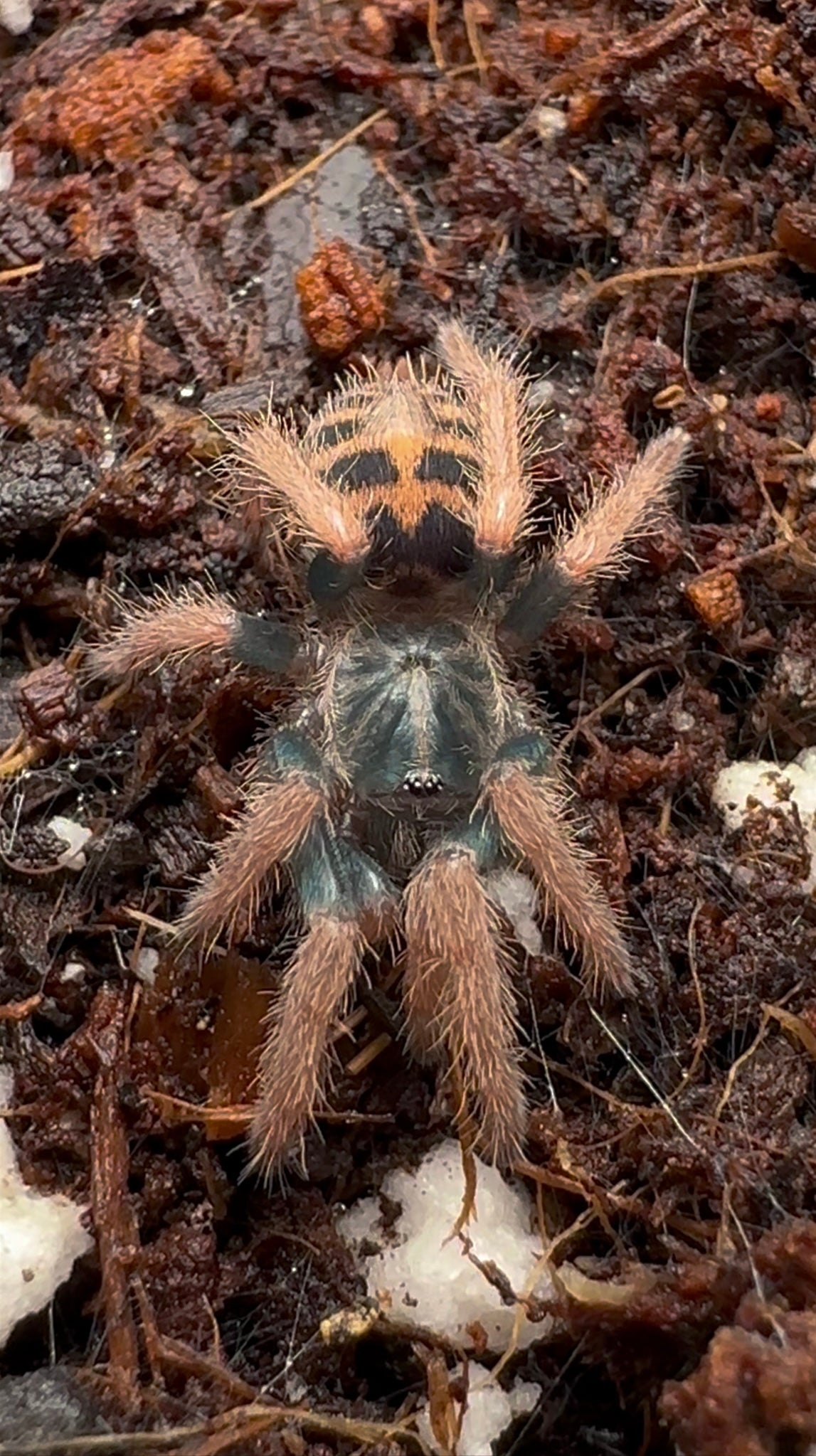 Davus sp. Chiapas tarantula (unsexed sling) baby tarantula