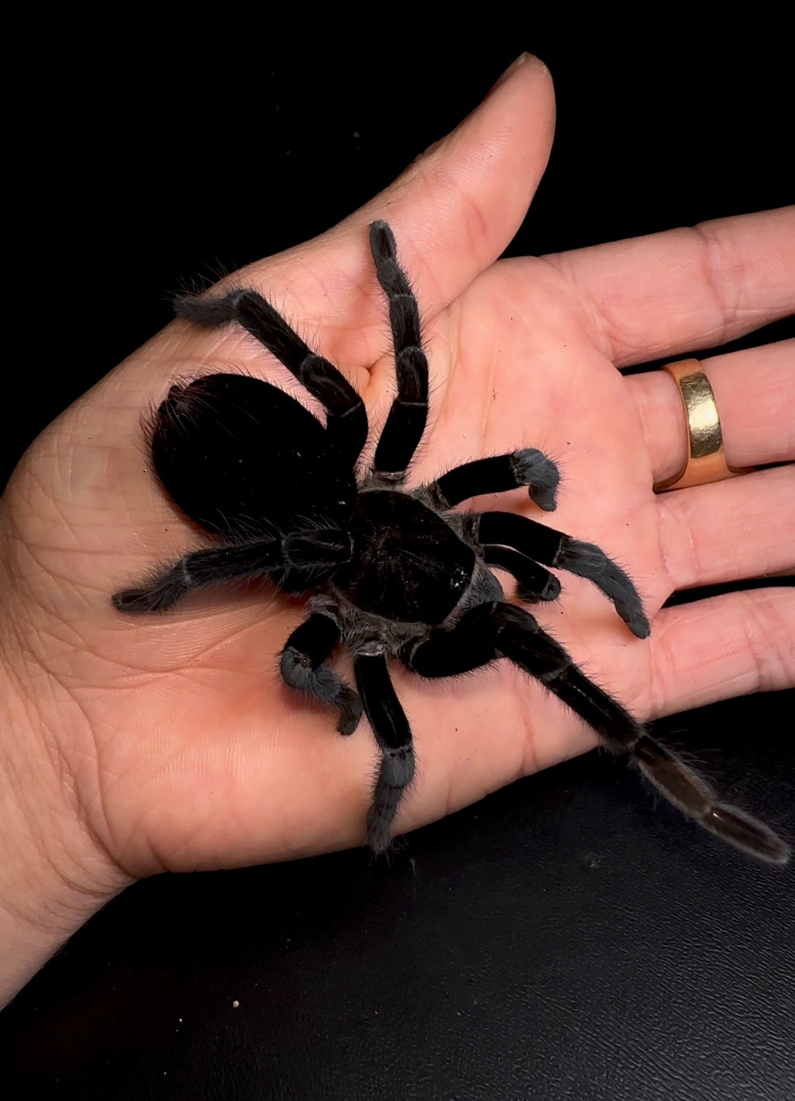 Sericolpelma sp. Darian Tarantula on hand for size comparison