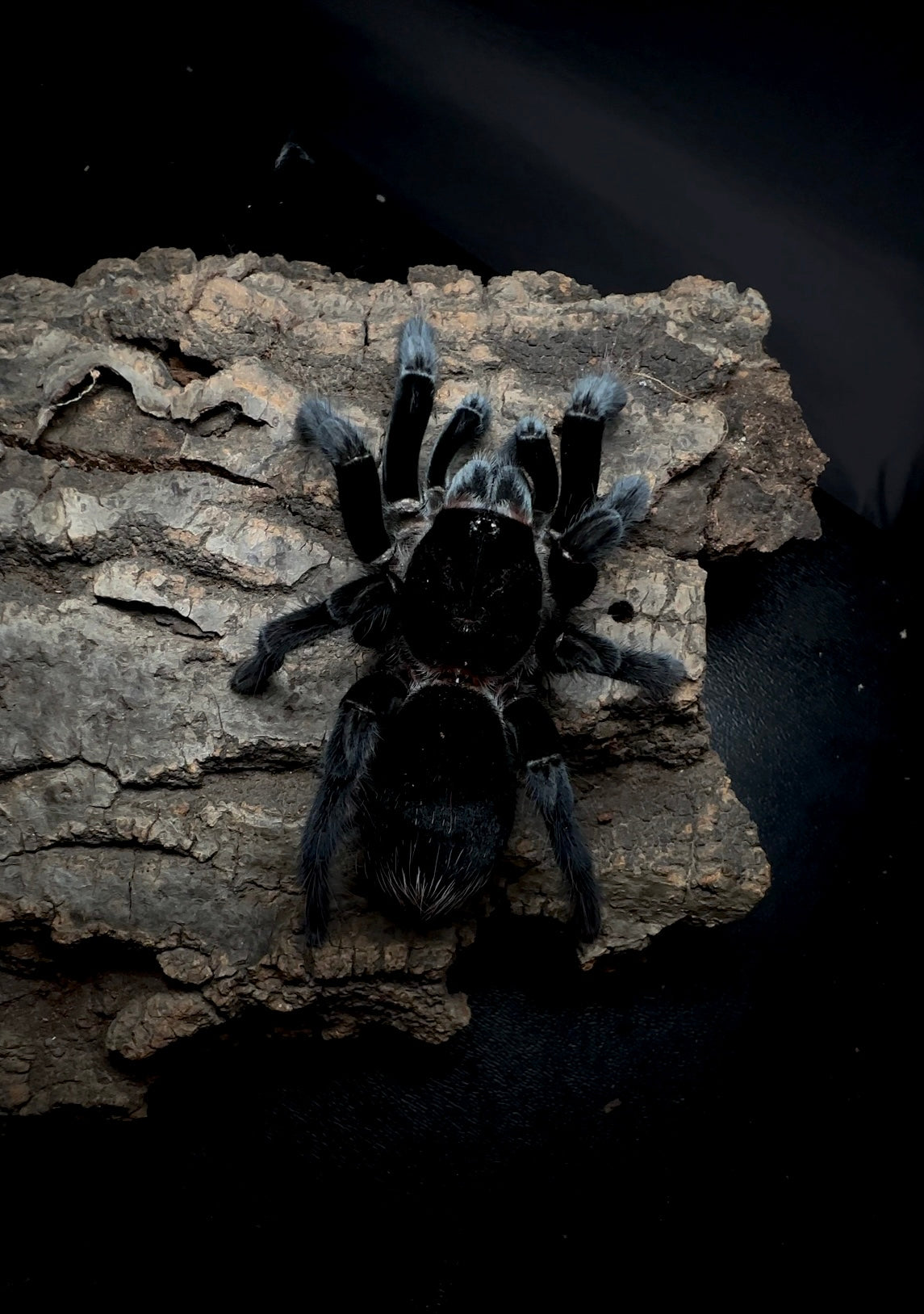 Sericolpelma sp. Darian - Midnight Black Bird Eater Tarantula front side