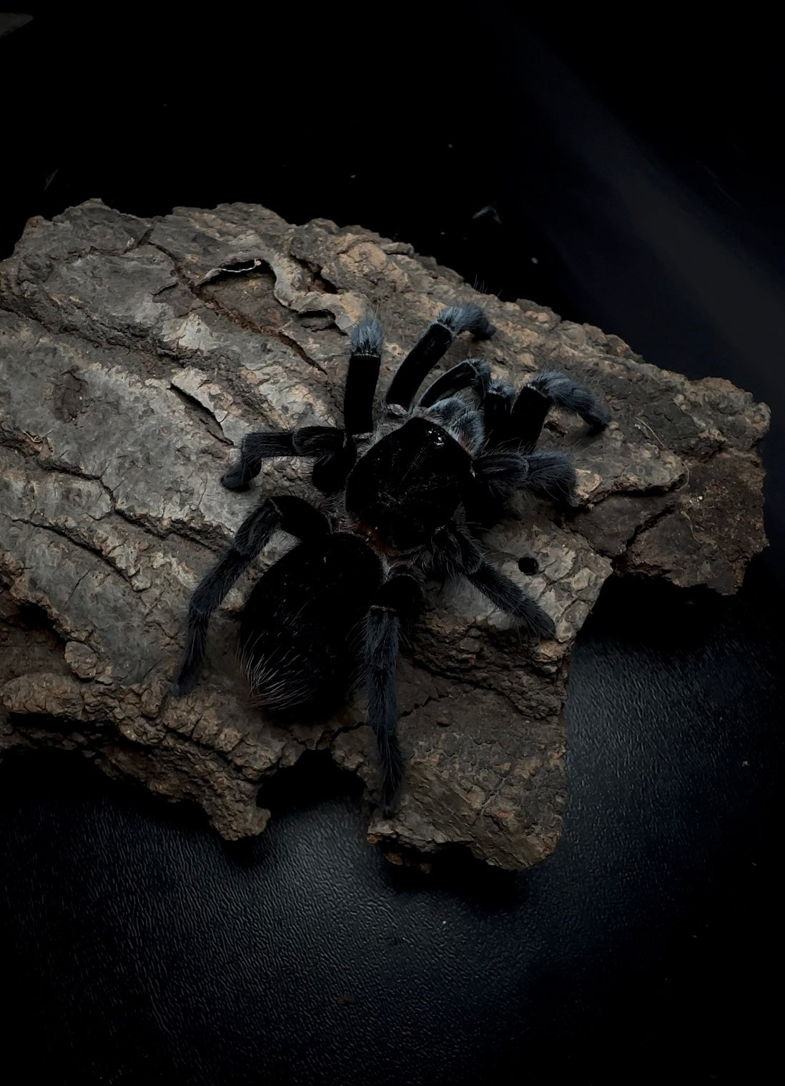 Sericolpelma sp. Darian - Midnight Black Bird Eater Tarantula close up back side