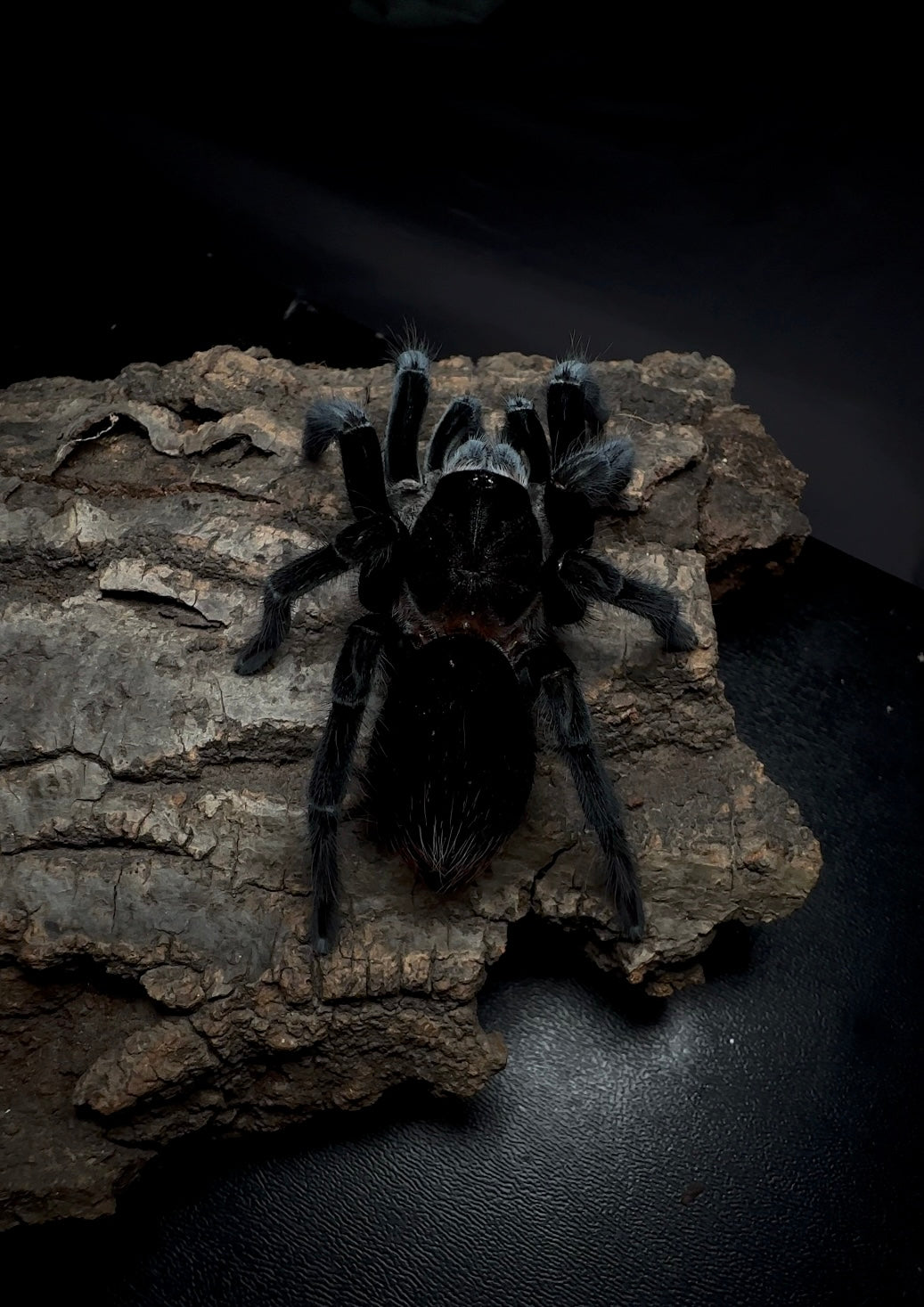 Big Black Tarantula - Sericolpelma sp. Darian close up detail!