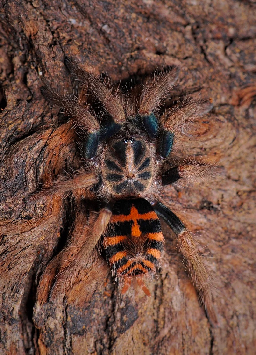 Davus sp. Chiapas tarantulas Adult female close up detail!