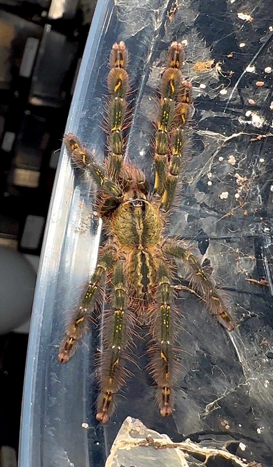 Poecilotheria ornata - Fringed Ornamental tarantula Juvenile female full body shot