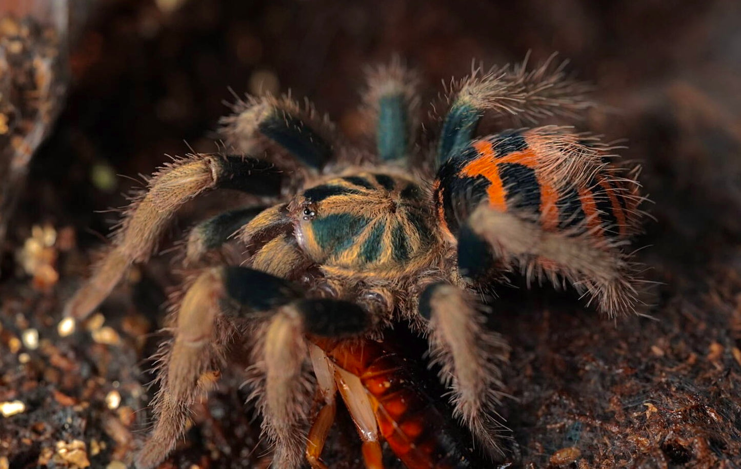 Davus sp. Chiapas tarantula (Frozen Flame Tiger rump) eating a cockroach