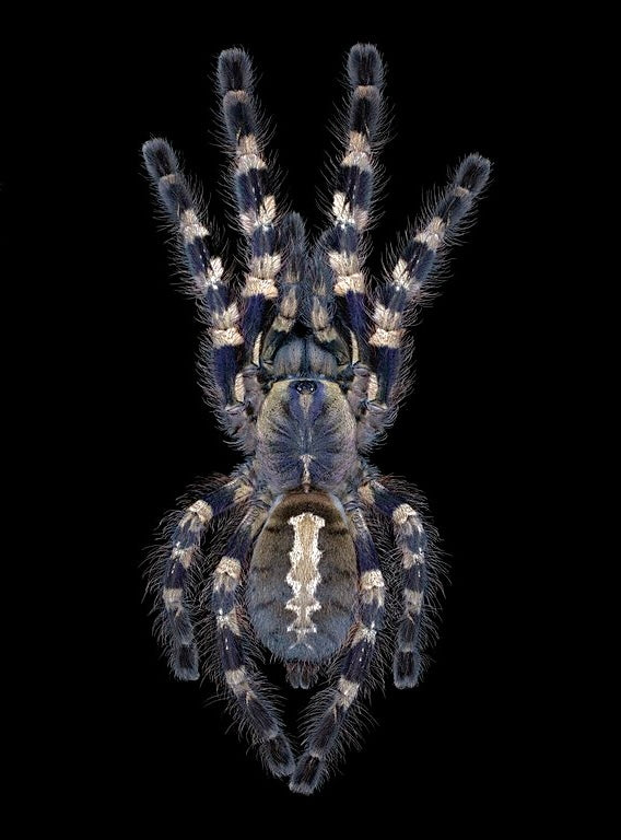 Poecilotheria Tigrinawesseli Adult Female Tarantula - detail