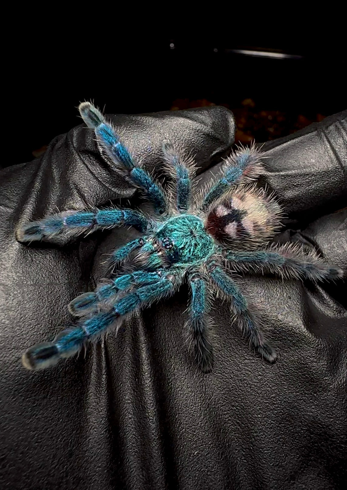 Caribena versicolor tarantula juvenile on hand for size comparison