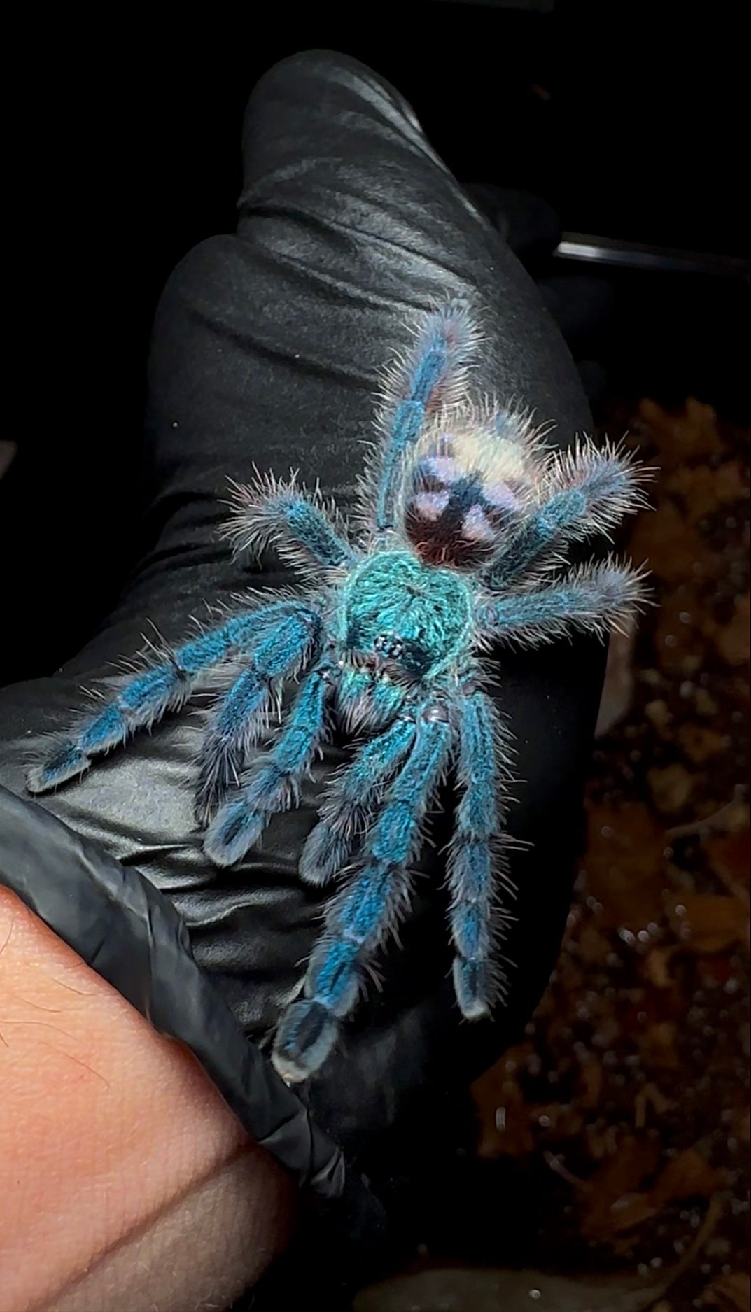 Antilles pink toe - Caribena versicolor juvenile female for sale