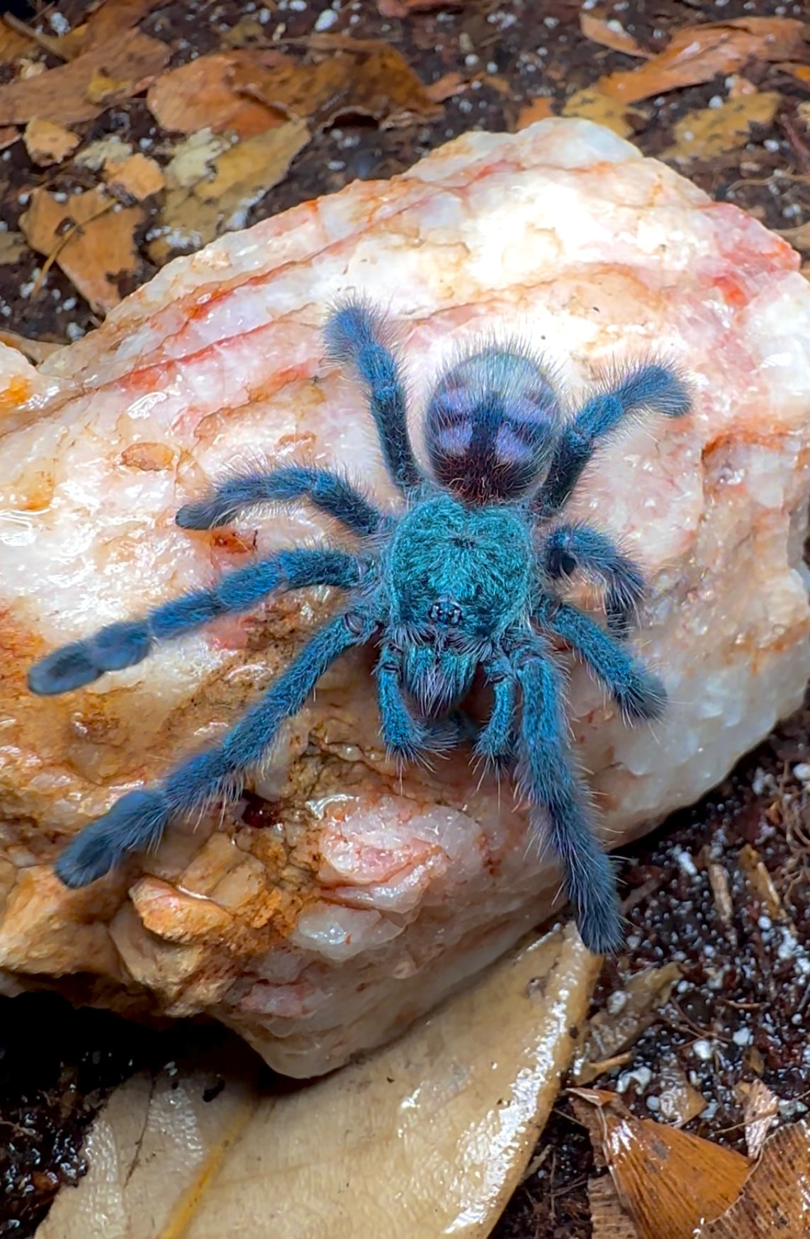 Blue juvenile Antilles pink toe Tarantula for sale