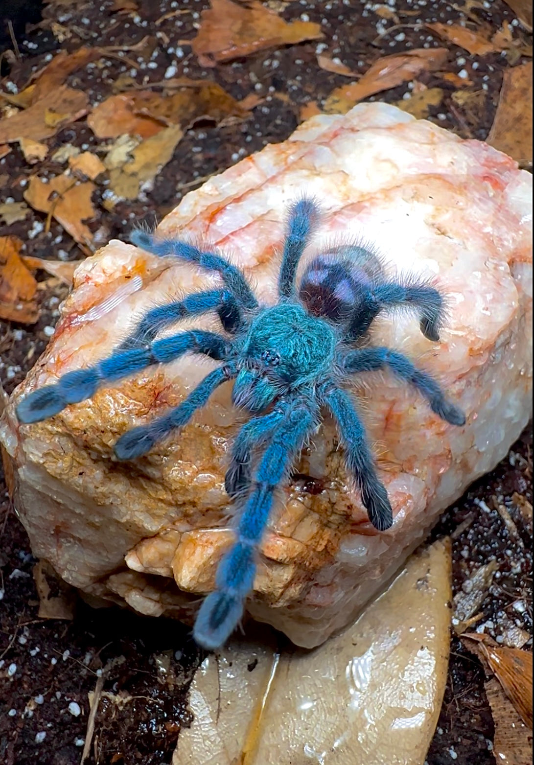 Caribena versicolor Tarantula Juvenile female for sale close up on rock