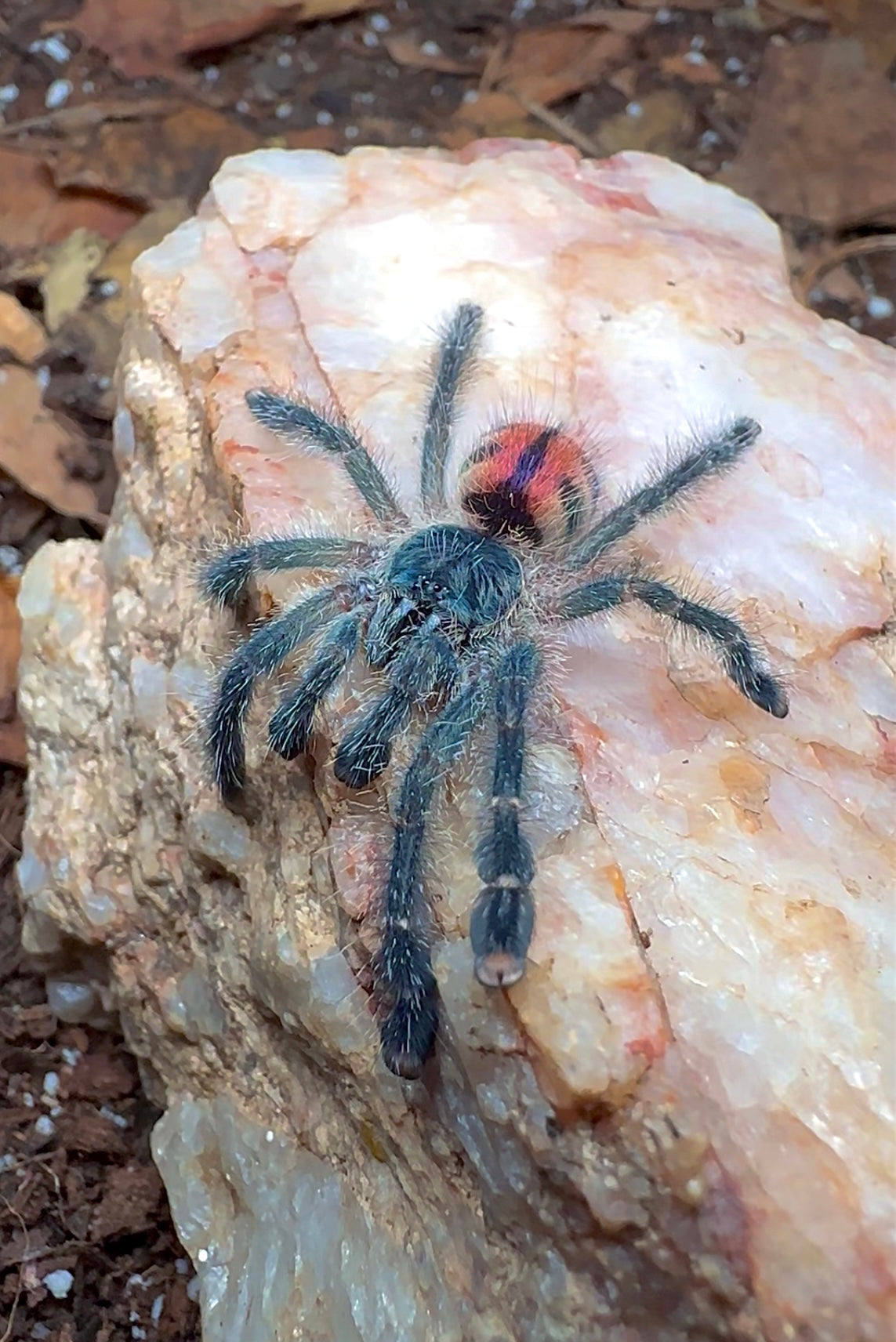 Avicularia variagata tarantula for sale - front side on rock