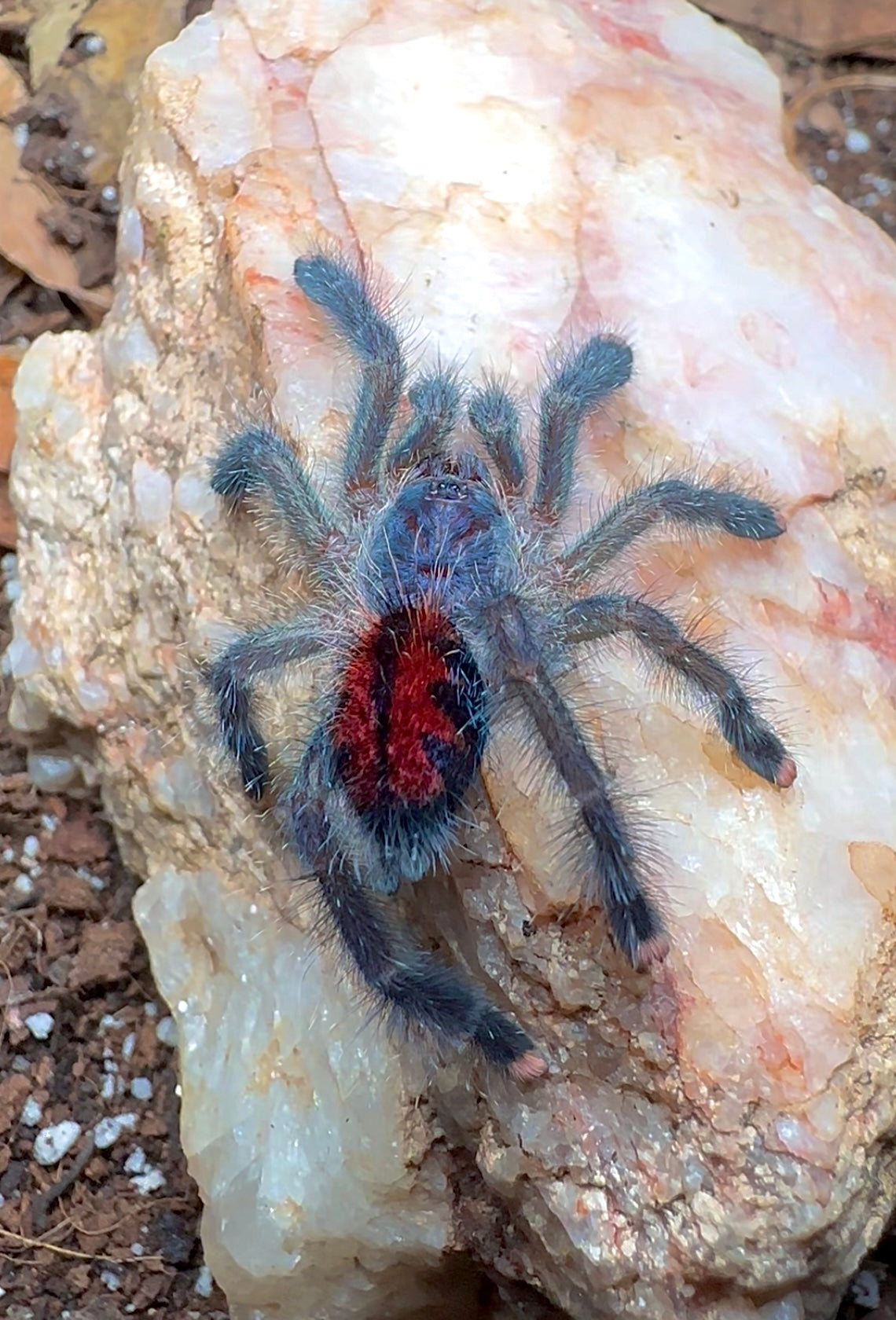 Avicularia Geroldi well started sling for sale! On rock