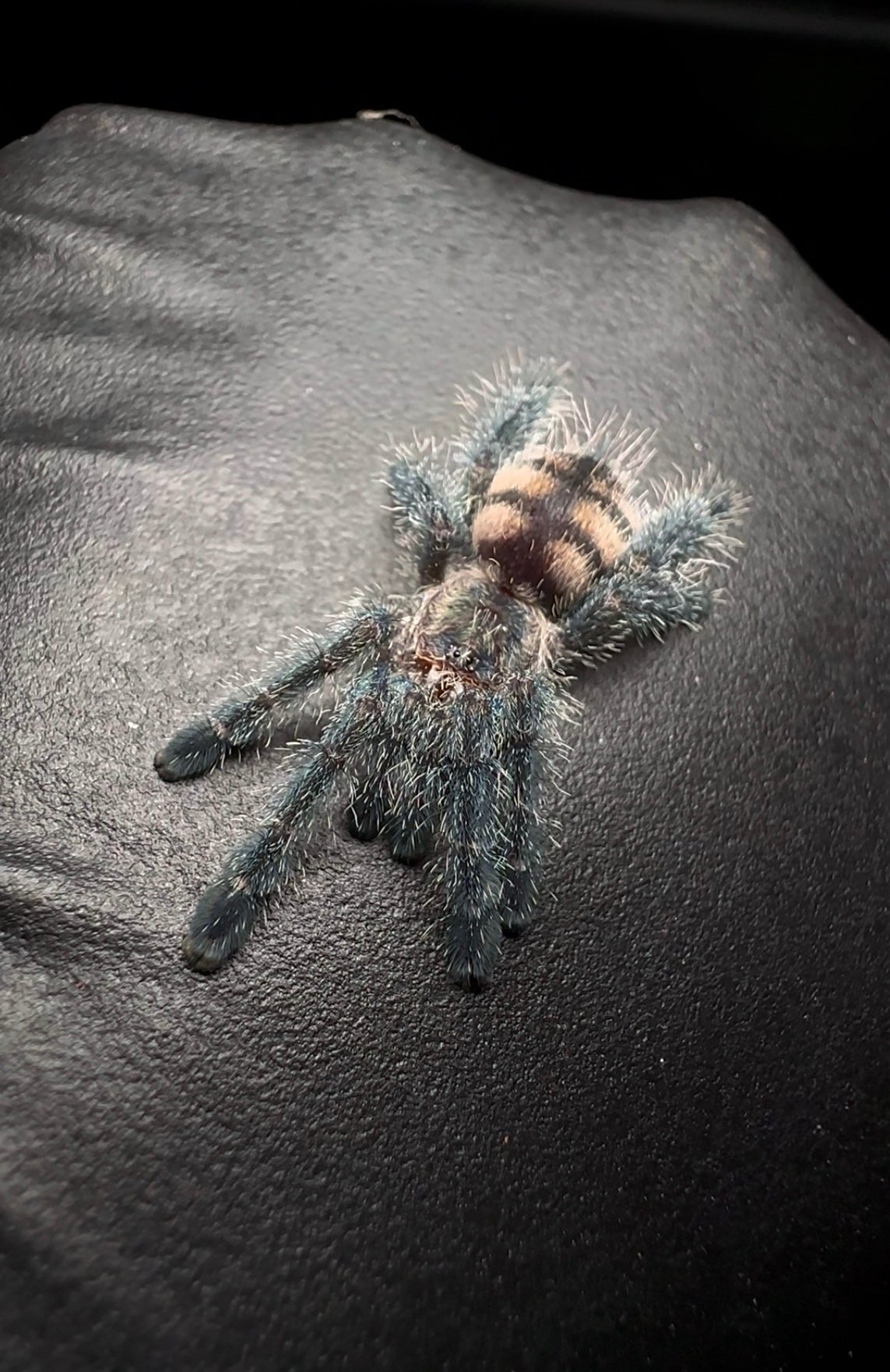 Avicularia sp. Columbia unsexed sling close up on hand for size comparison