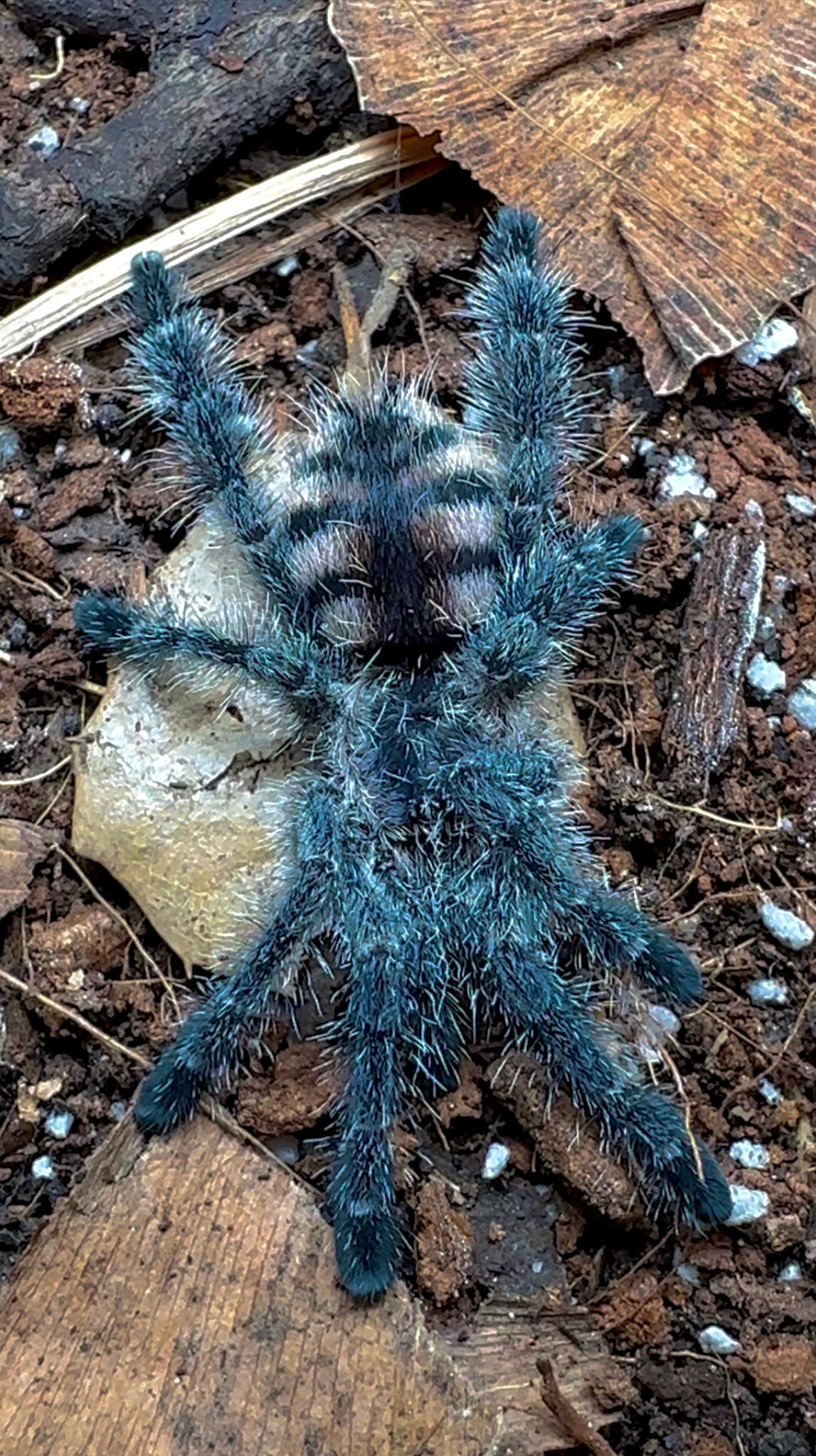 Avicularia sp. Ecuador - Tic Tac Purple Pink Toe tarantula well started juvenile close up