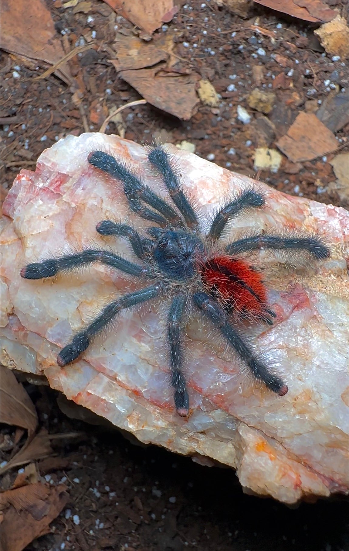 Avicularia Juruensis - Peru Purple Tarantula on rock detail