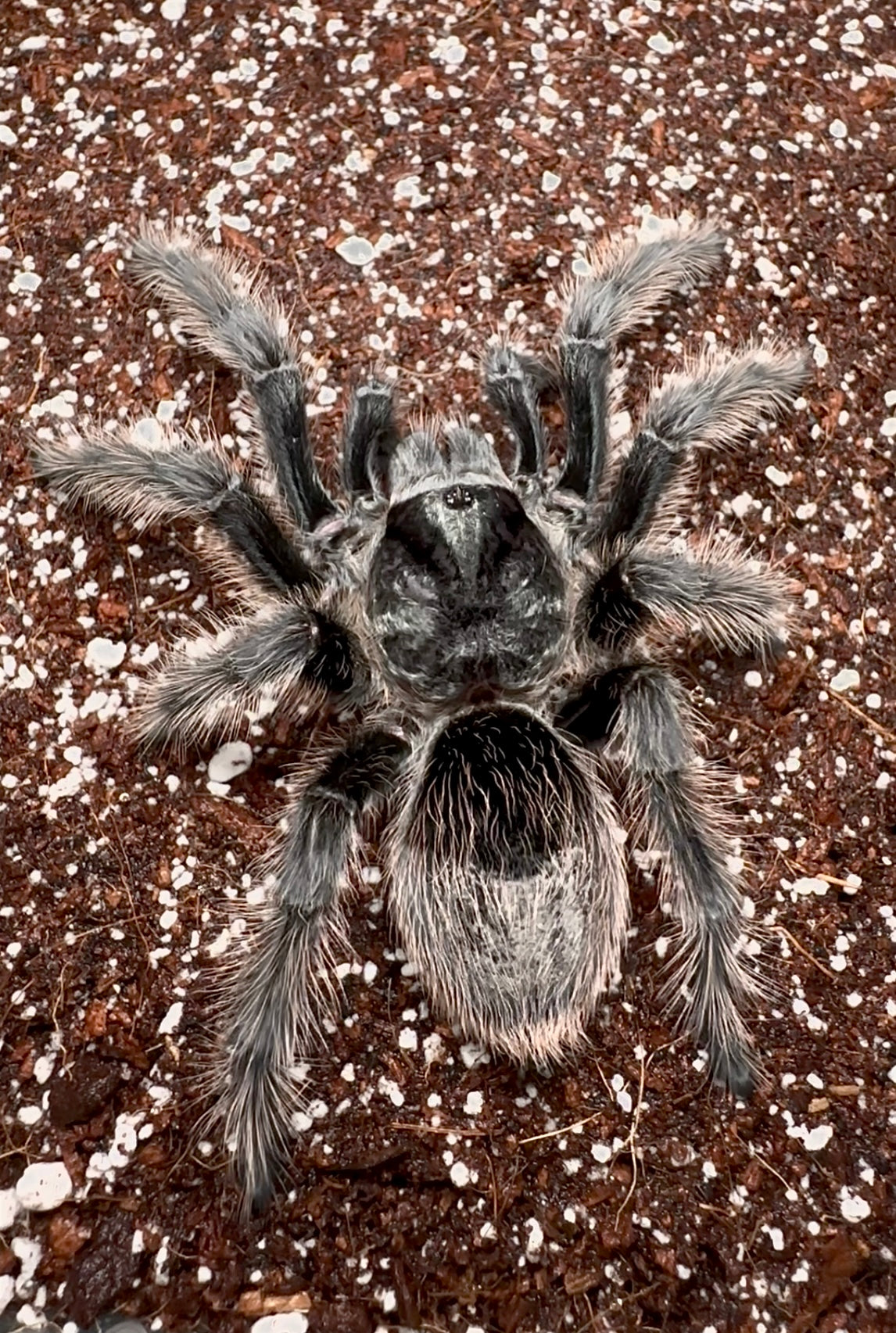 Grammostola grossa female tarantula