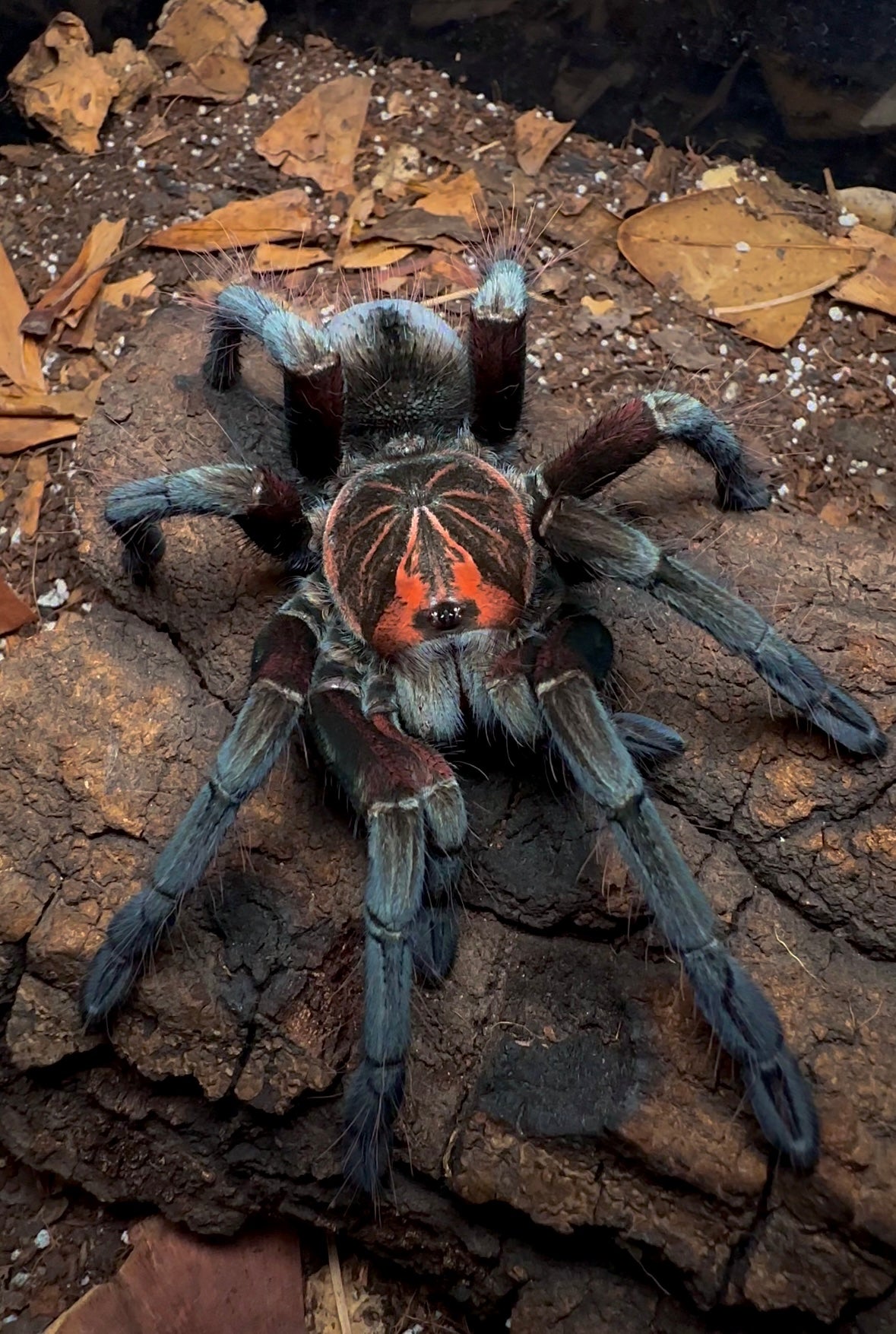 Pamphobeteus sp. crimson mask close up detail front side