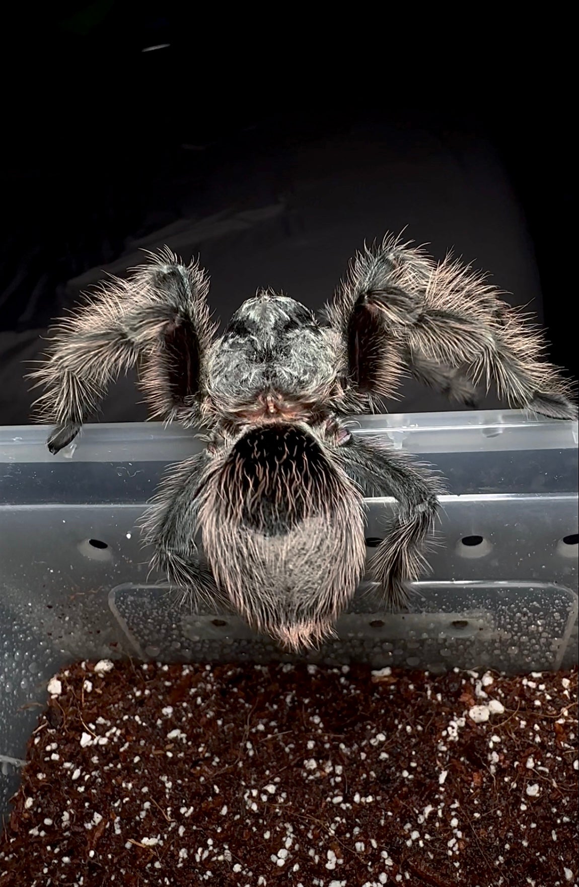Grammostola Grossa back side