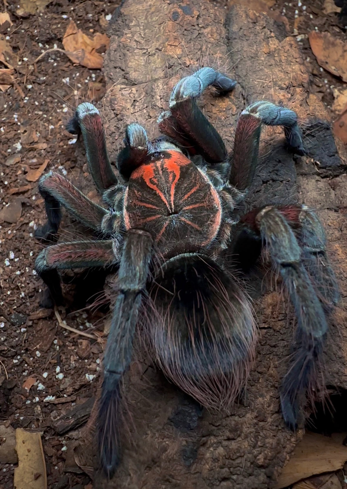Pamphobeteus sp. Crimson Mask tarantula female