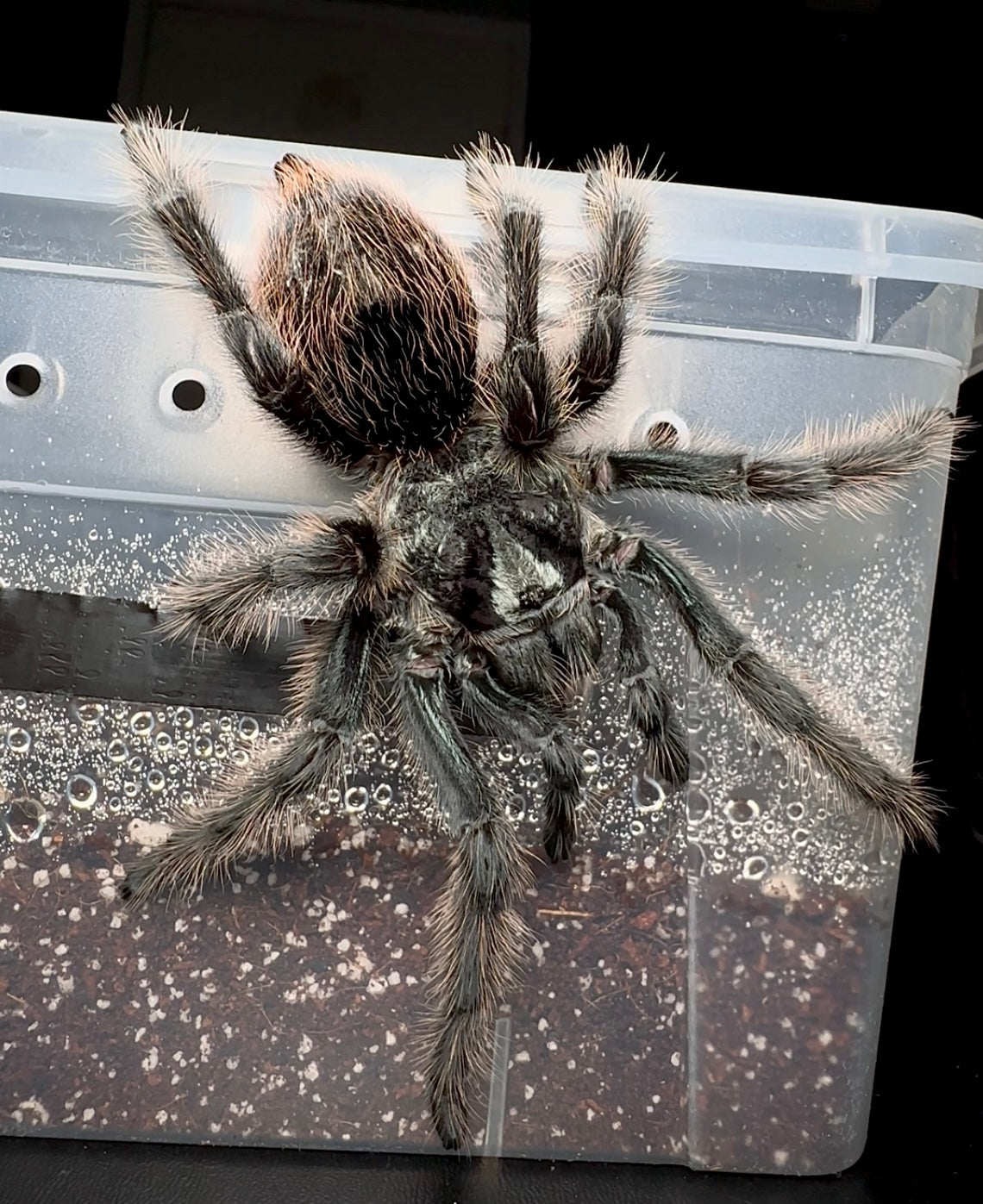 Grammostola grossa tarantula for sale. close up