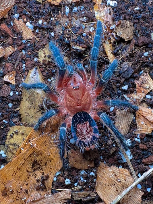 Cyriocosmus Perezmilesi Tarantula - Bolivian Dwarf Beauty for sale