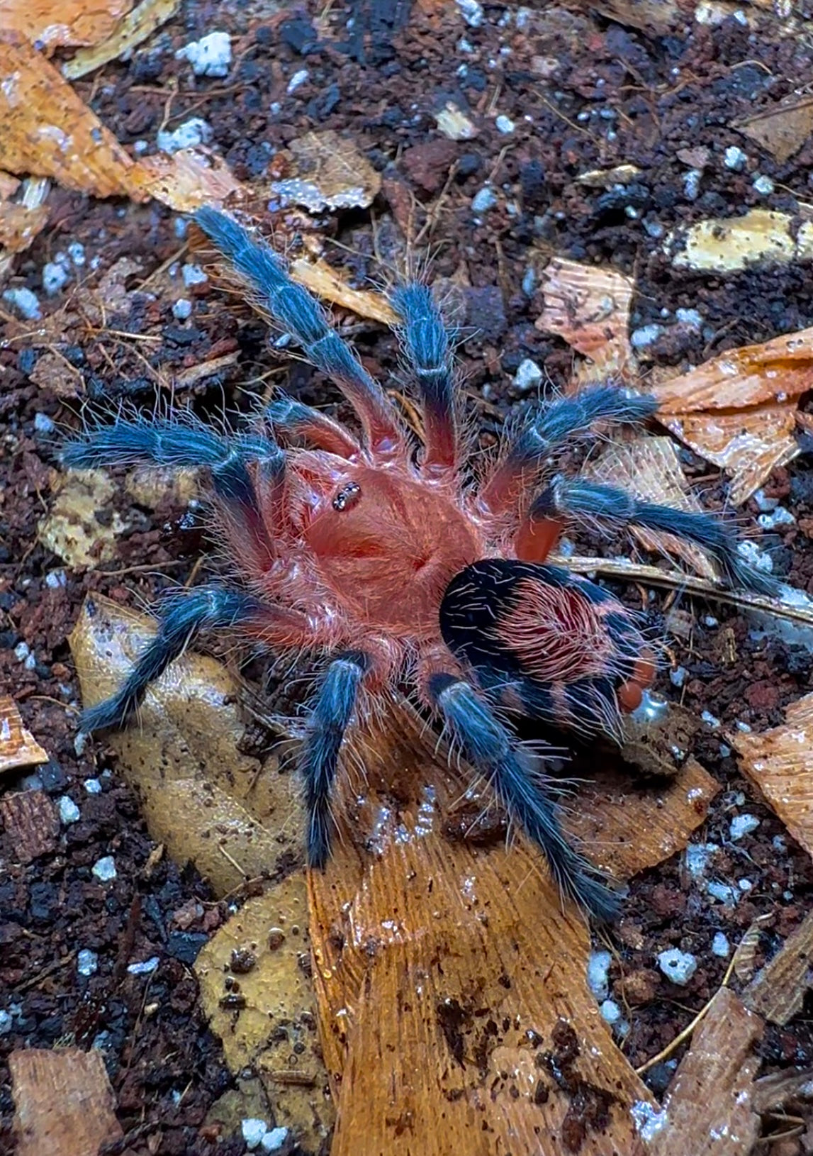 Bolivian Dwarf Beauty Tarantula - Cyriocosmus Perezmilesi close up on substrate