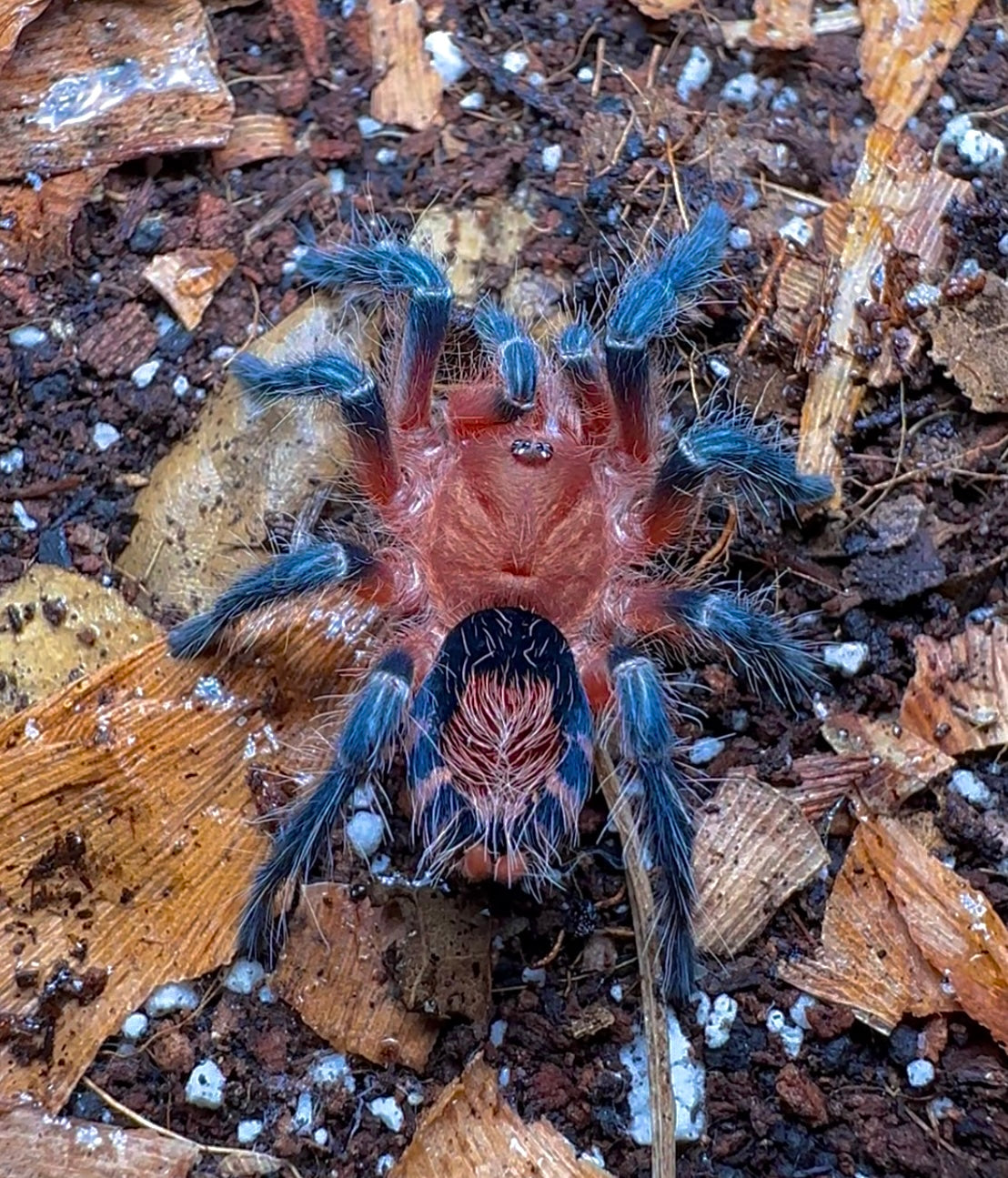 Cyriocosmus Perezmilesi Adult female tarantula back side detail