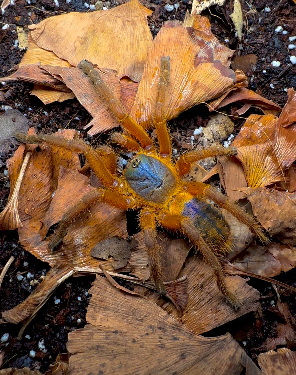 Adult Female Orithoctinae sp. HonSej tarantula For Sale close up on leaf litter