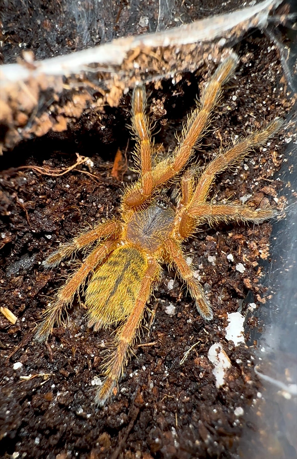 Orithoctinae sp. honsej - Blue blaze tarantula unsexed sling for sale close up