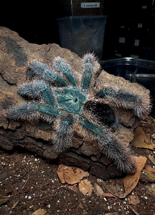 Avicularia Metallica M6 - white hair tarantula for sale