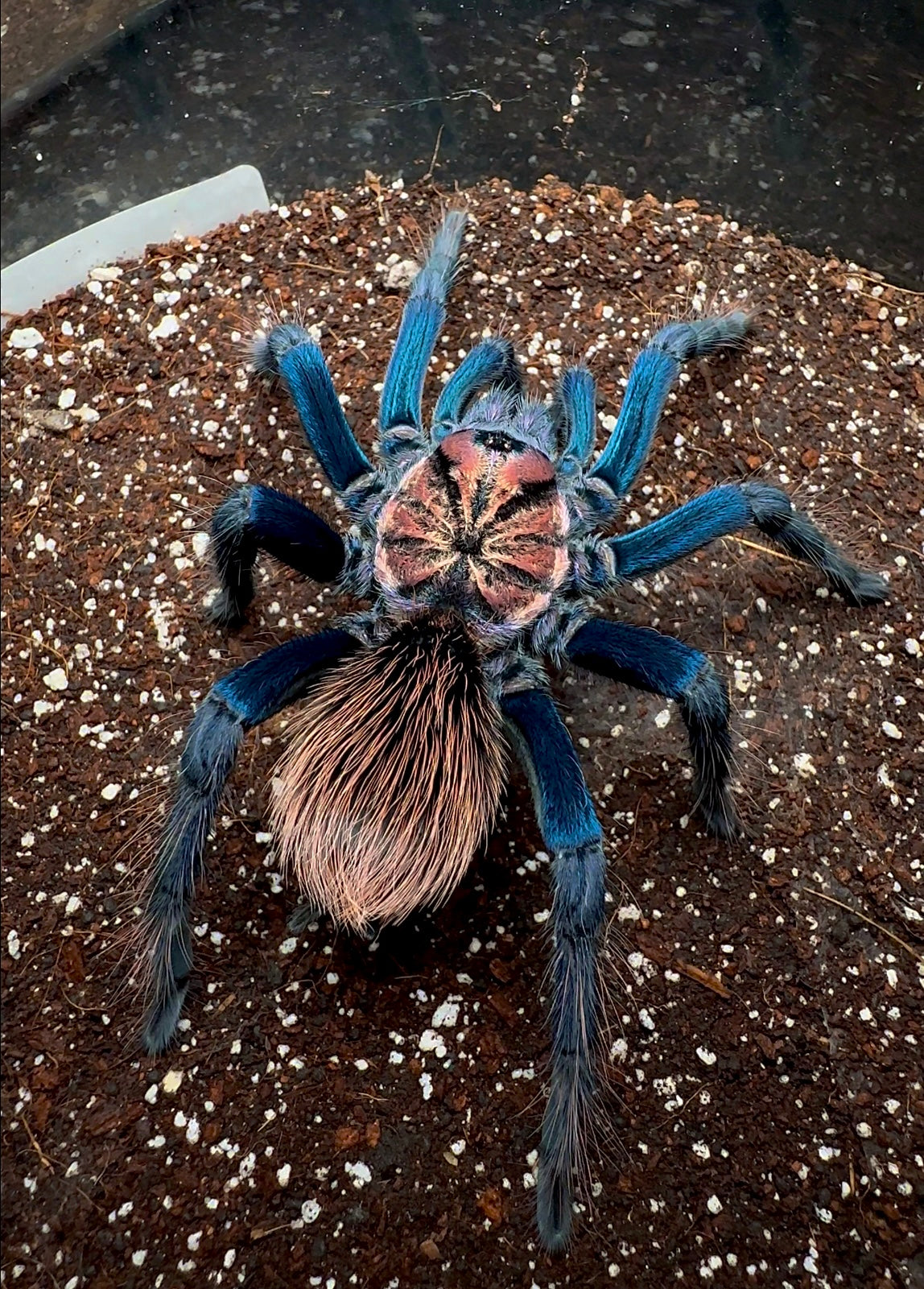 Xenenthis sp. Blue young adult female tarantula back side in enclosure