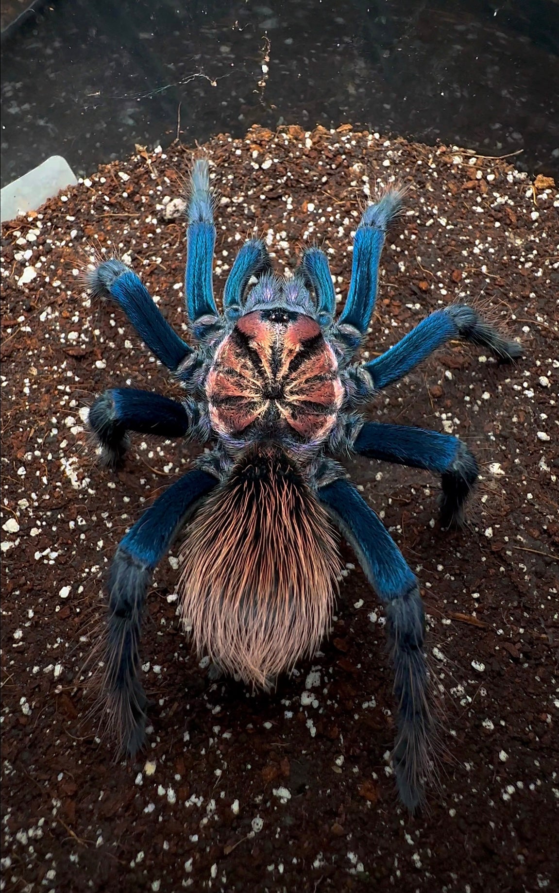 Xenenthis sp. Blue tarantula for sale