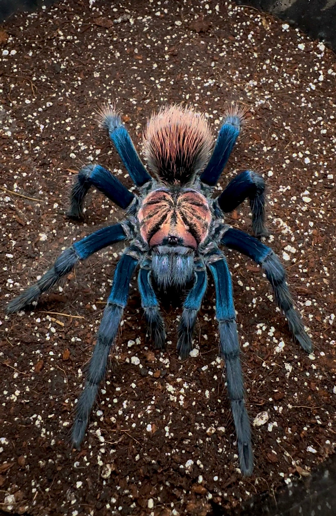 Powder Blue and Orange Bird Eater tarantula close up in enclosure!