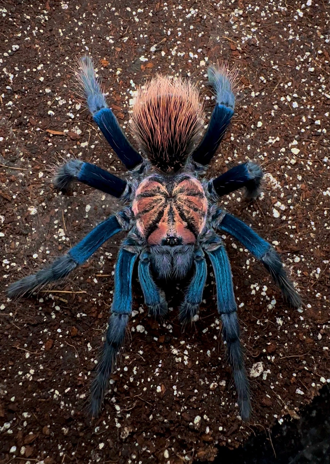 Blue tarantula - Xenenthis sp. blue front side close up