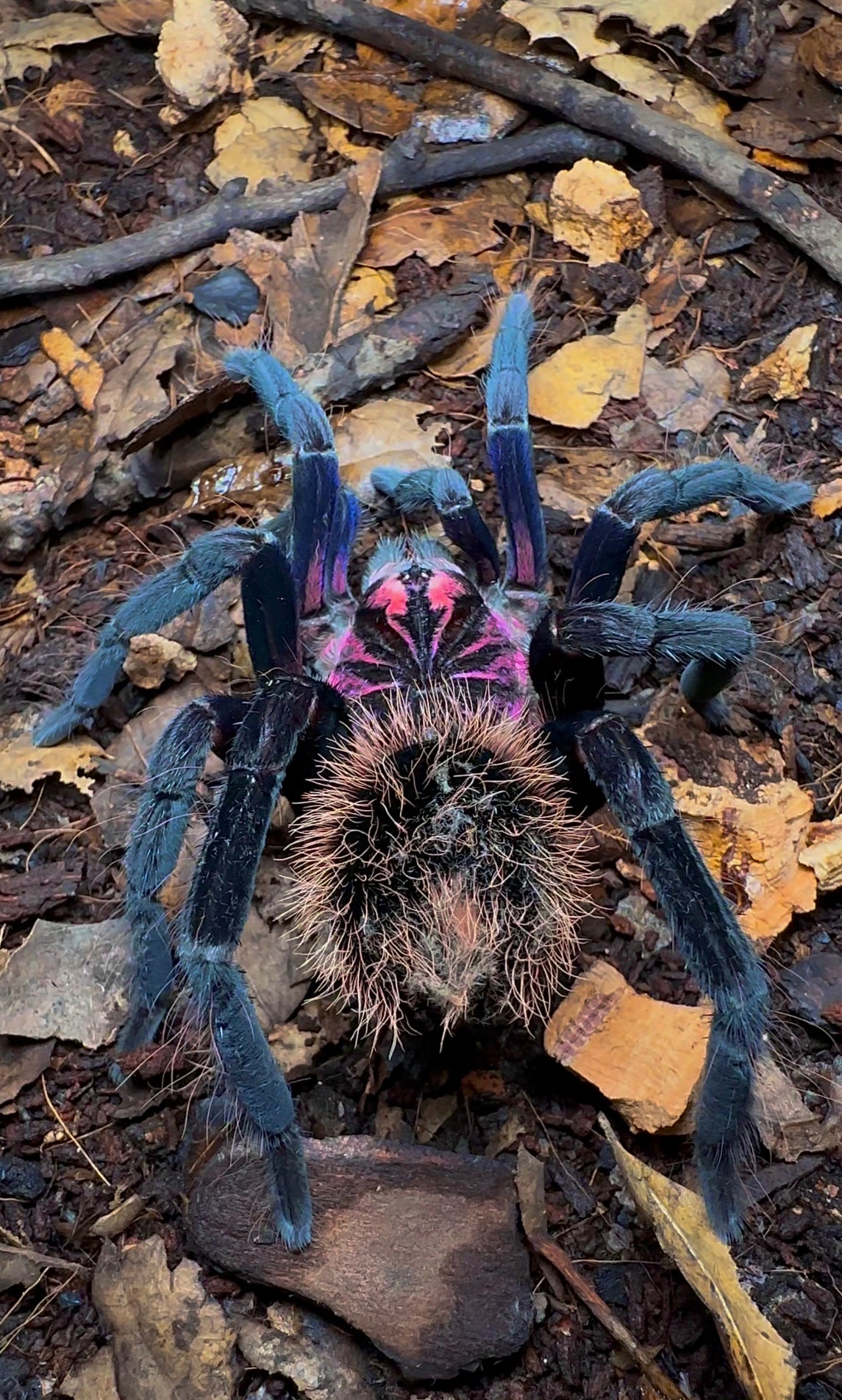 Xenenthis immanis - Cosmic Abyss Bird Eater tarantula close up back side
