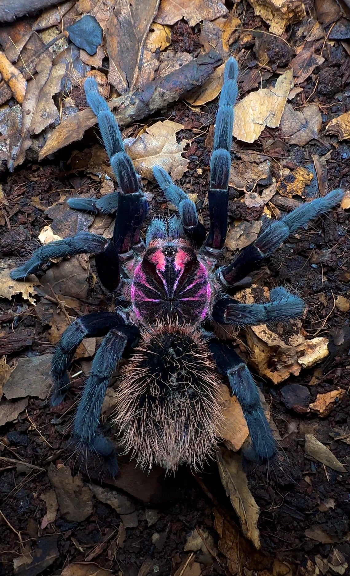 Xenenthis immanis tarantula close up detail