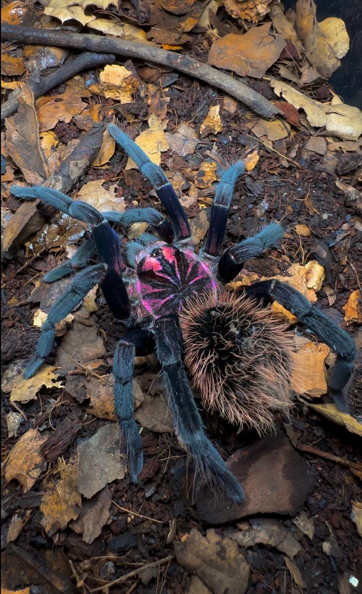 Cosmic Abyss Bird Eater tarantula side shot