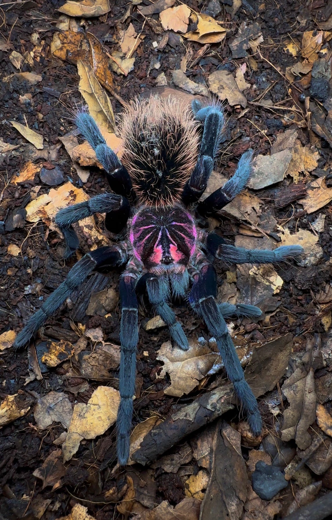 Xenenthis immanis - Cosmic Abyss Bird Eater tarantula front side