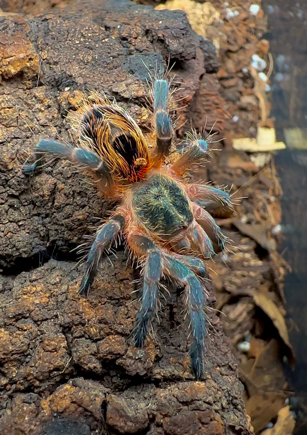 Chilean Blue Fuego - Euathlus Tigre Azul tarantula back side on bark