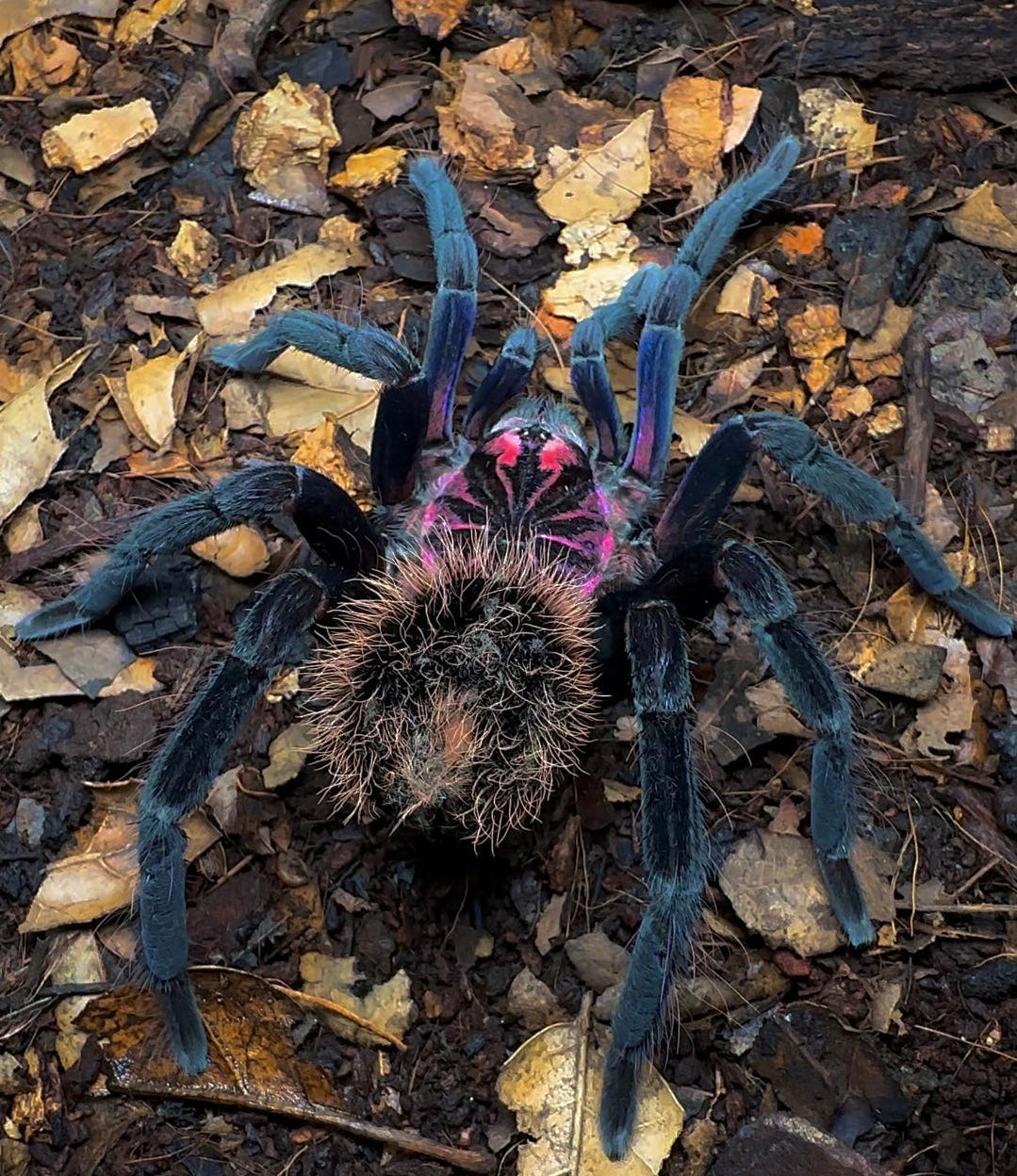 Xenenthis immanis female tarantula for sale