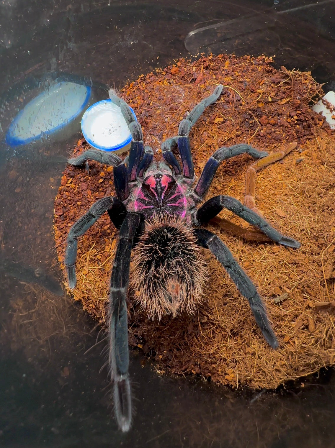 Xenenthis immanis tarantula back side in its enclosure