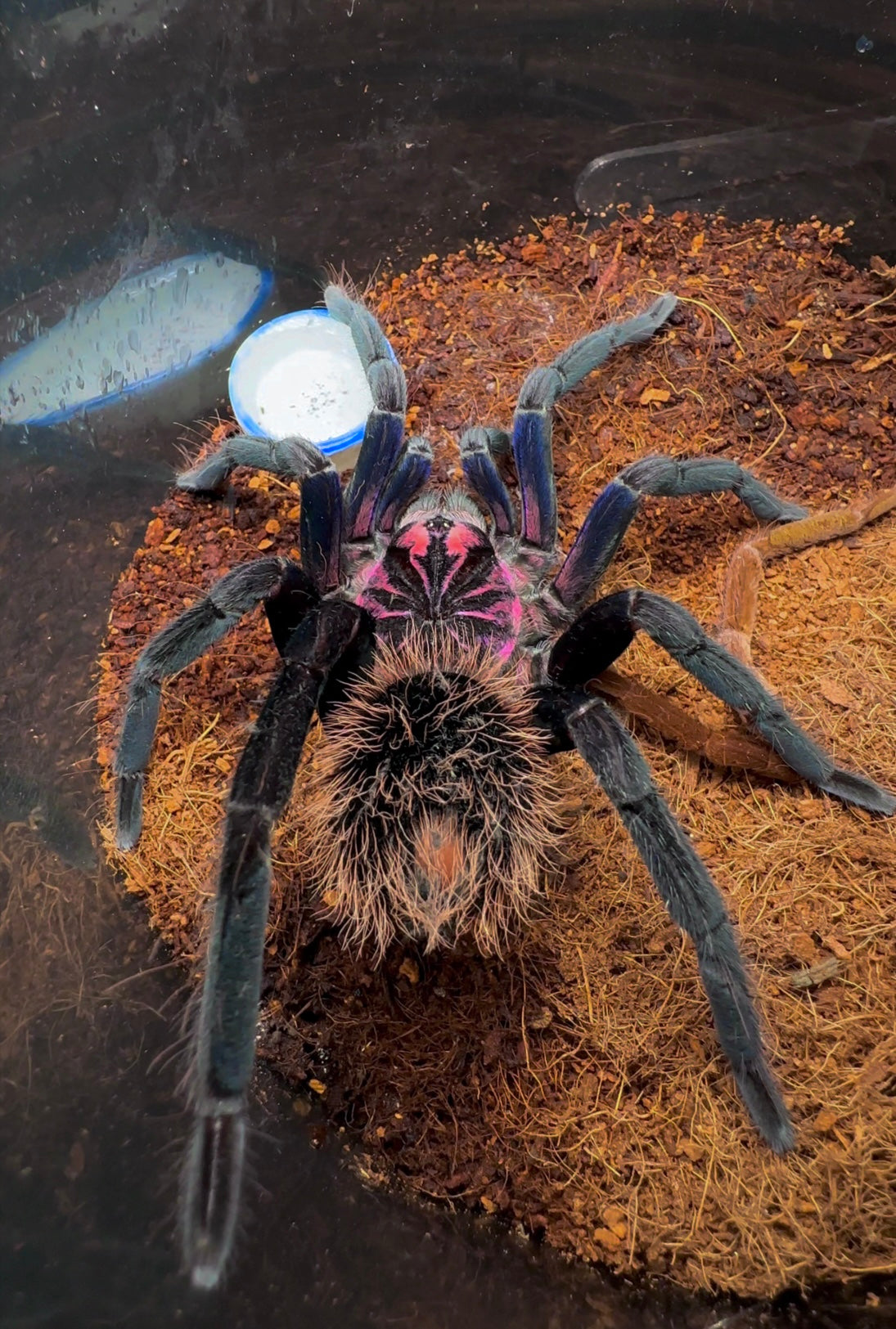 Xenenthis immanis female tarantula in captivity