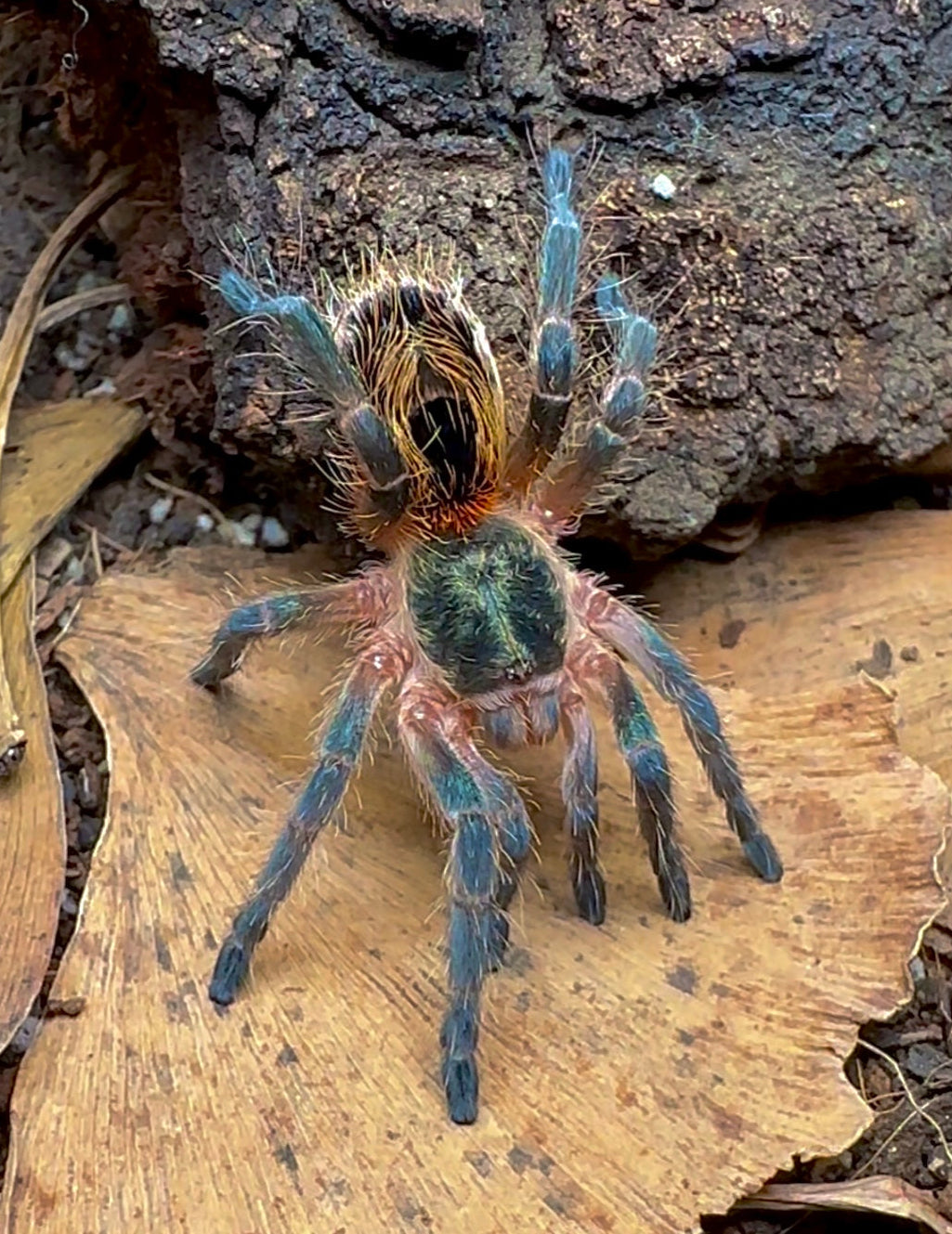 Euathlus Tigre Azul tarantula sub adult female front side
