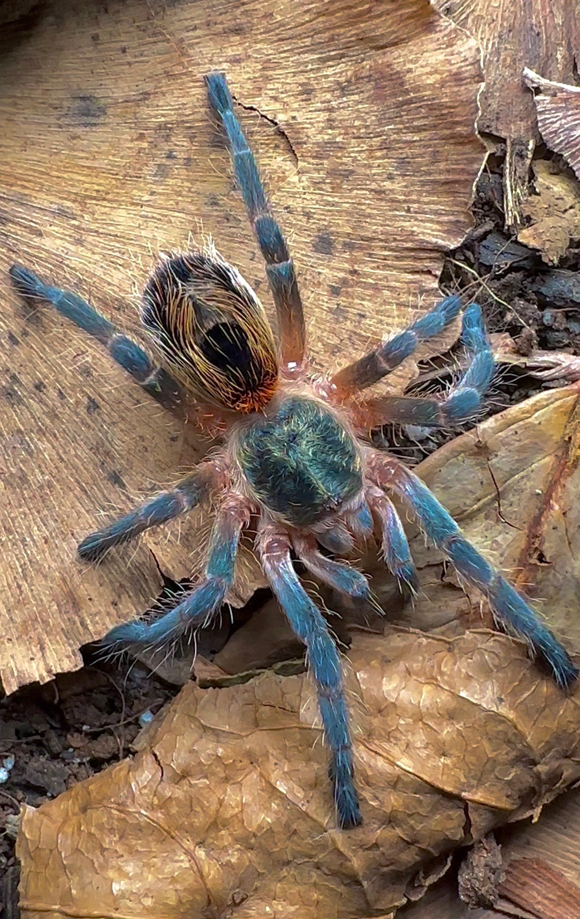 Chilean Blue Fuego - Euathlus Tigre Azul tarantula young female close up
