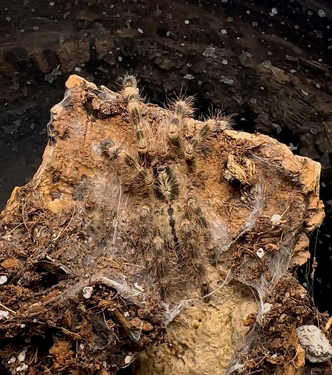 Poecilotheria subfusca Lowland – Ivory Ornamental - Adult Female For Sale!