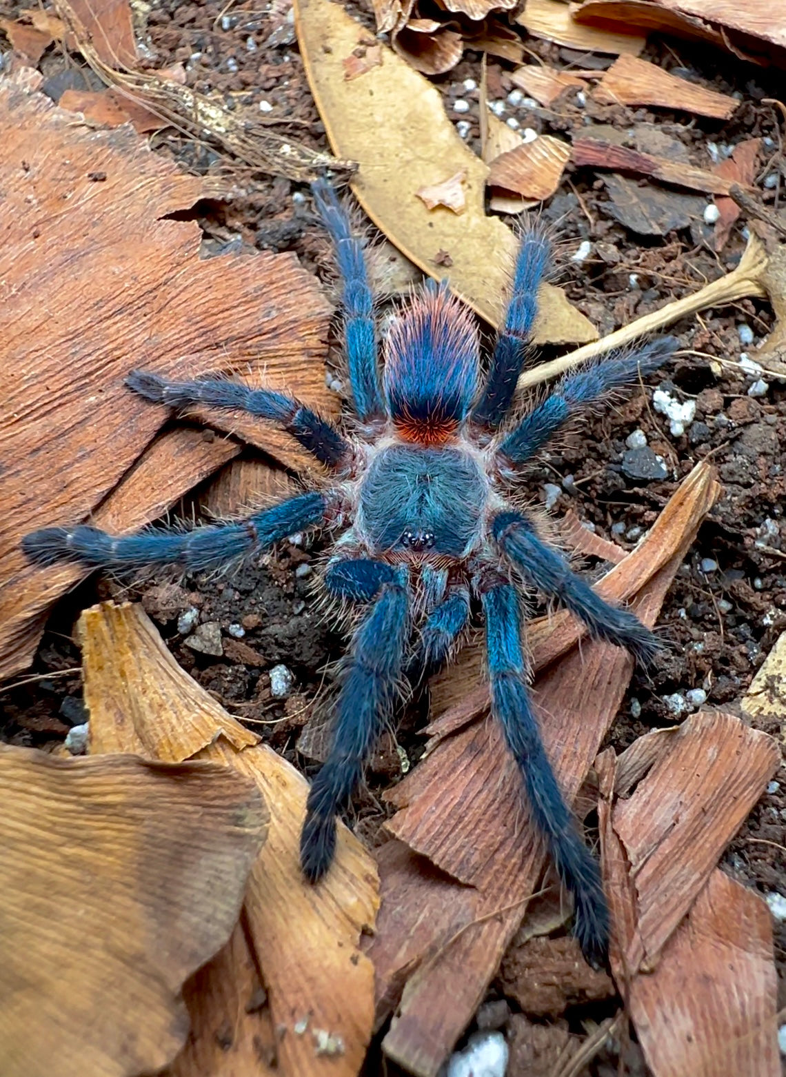 Brazilian blue Dwarf Beauty Tarantula close up front side on leaf litter